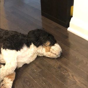 Meet your Posher, Dan